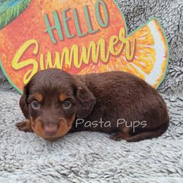 AKC Pecan - Chocolate and tan male Dachshund puppy in Texarkana, Arkansas from Pasta Pups Miniature Dachshunds