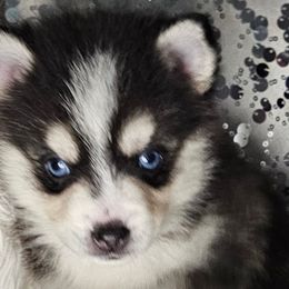 Aussiedoodles, Companion Crosses, Pomskies, and Pugs from Perfect Pugs