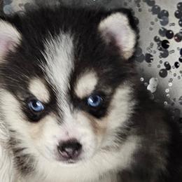 Aussiedoodles, Companion Crosses, Pomskies, and Pugs from Perfect Pugs