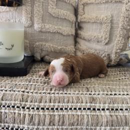 Beth - Red  female Goldendoodle puppy in Floyd, Virginia from Hearts and Paws Poodles and Doodles