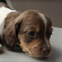 Dachshund Puppies from Monroe’s Hillcrest Dachshunds