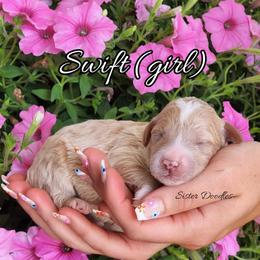Goldendoodle Puppies from Sister Doodles