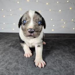 Peacemaker NALC - Blue merle female Catahoula Leopard Dog puppy in Doerun, Georgia from Twig & Tail Puppies