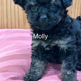 Molly - Black tri-color female Aussiedoodle puppy in Winnsboro, Texas from Happy Hollow Ranch