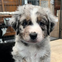 Girl 1 - female Australian Shepherd puppy in Eustace, Texas from PCG Farms