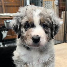 Girl 1 - female Australian Shepherd puppy in Eustace, Texas from PCG Farms