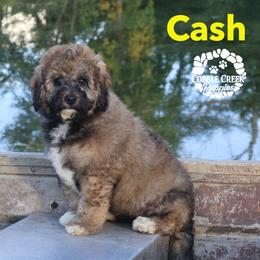 Cash - Sable male Bernedoodle puppy in Heyworth, Illinois from Cobble Creek Puppies