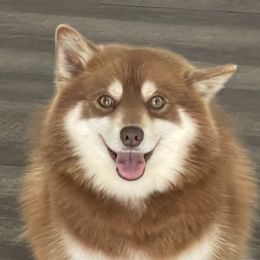 Chase  - Pomsky