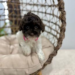 4 - Chocolate female Australian Labradoodle puppy in Calhoun, Louisiana from Arrowhead Australian Labradoodles
