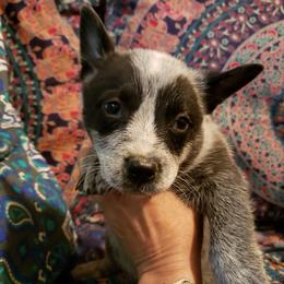 Australian Cattle Dog Puppies from Blue Coyote Ranch