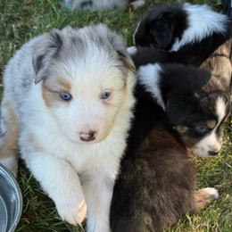 Angel - Blue merle female Australian Shepherd puppy in Lebanon, Oregon from Mount Hope Aussies