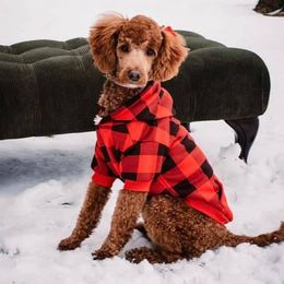 Fiona - Goldendoodle