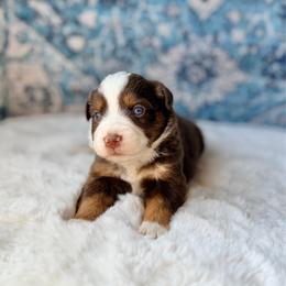 Cherry Garcia - Red tri female Miniature Australian Shepherd puppy in Dayton, Washington from Rafter 22 Aussies