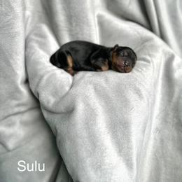 Cavalier King Charles Spaniel Puppies from Team Turner Cavalier King Charles Spaniels