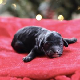 Yellow collar - Black female Poodle puppy in Edmond, Oklahoma from The Redbud Roost