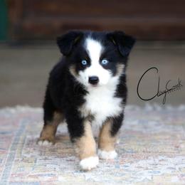 Frank's RedHot - Black tri male Miniature Australian Shepherd puppy in Prague, Oklahoma from Clay Creek Aussies