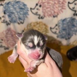 Boy 2 - Blue male Pomsky puppy in Centerville, Iowa from LJ Kennels Pomskies, LLC