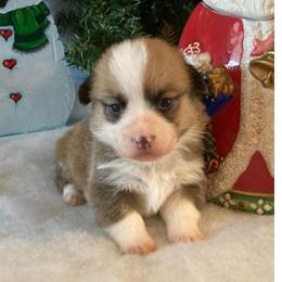 Willow Girl 4 Green2 - Red female Pembroke Welsh Corgi puppy in Shelley, Idaho from Whistling Wind Corgi’s