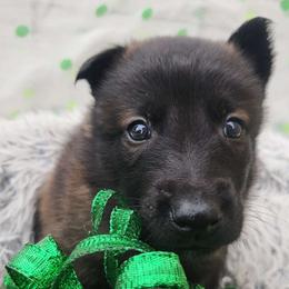 Orange - Fawn sable male Belgian Malinois puppy in Boise, Idaho from Wings of Freedom Retrievers and Malinois
