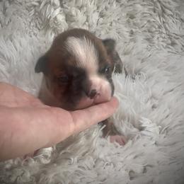 Boy 1 - Brindle and white male Boston Terrier puppy in Eight Mile, Alabama from Bishop's Bostons
