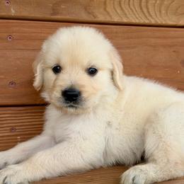 Cash - Light golden male Golden Retriever puppy in Doniphan, Missouri from Stockford’s Golden Retrievers