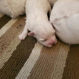 Aubrey - White female Maltese puppy in Chambersburg, Pennsylvania from Vazquez Maltese