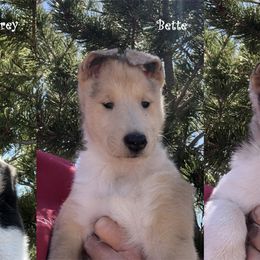 Collie Puppies from CYNDELLA COLLIES