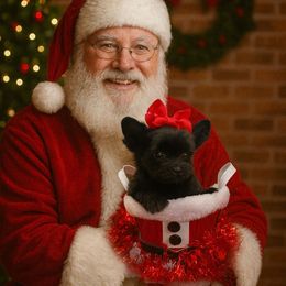 Licorice - Black and tan female Yorkshire Terrier puppy in Parma Heights, Ohio from Yorkie Darlings ANGELHEARTS YORKIES