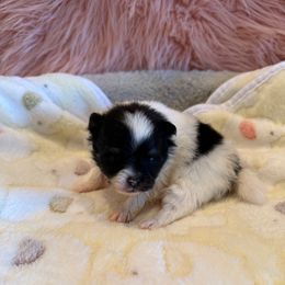 Male 1 - Black and tan parti male Pomeranian puppy in Success, Missouri from Sweet Success