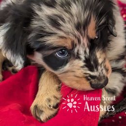 Rocky - Blue merle Australian Shepherd puppy in Grand Island, Nebraska from Heaven Scent Aussies