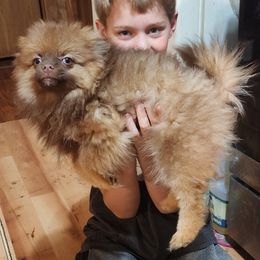 Ruby - Chocolate sable female Pomeranian puppy in Alton, Missouri from Bat Cave Poms