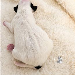 Romeo - White and black male Chinese Crested puppy in Ocala, Florida from Crestie Charm Cottage