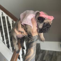 Bulldog and Pug Puppies from Love that bulldog lewter family