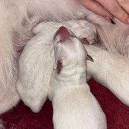 Bo - White male Berger Blanc Suisse puppy in Fort Jennings, Ohio from Von Holtzapple German shepherds