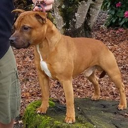 Staffordshire Bull Terriers from Rasstaff
