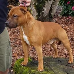Staffordshire Bull Terriers from Rasstaff