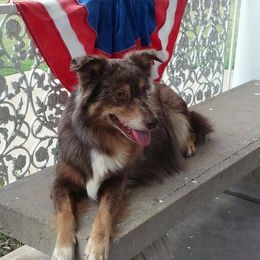 Miniature Australian Shepherd and Toy Australian Shepherd All Grown Up from Gamel’s Ausome Aussies