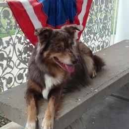 Miniature Australian Shepherd and Toy Australian Shepherd All Grown Up from Gamel’s Ausome Aussies