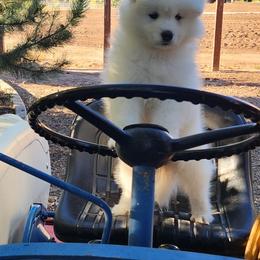 Samoyed Puppies from Carriage Court Kennels