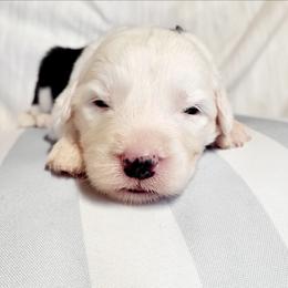 Green collar - Gray and white female Old English Sheepdog puppy in Smallett, Missouri from Chasin Angus Sheepdogs