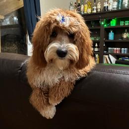 Mazie - Cavapoo