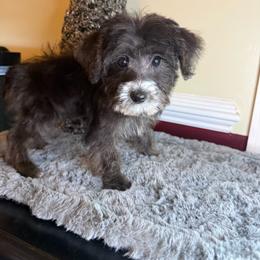 Jaque - Black and tan male Yorkipoo puppy in Henderson, North Carolina from Dorans Danes and Doodles