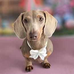 Kalila - Dachshund