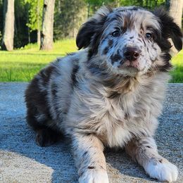 Stella - Red merle Australian Shepherd puppy in Cook, Minnesota from RL Australian Shepherds
