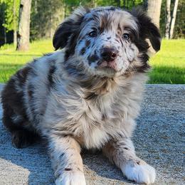 Stella - Red merle Australian Shepherd puppy in Cook, Minnesota from RL Australian Shepherds