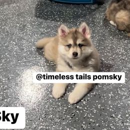 Pomsky Puppies from Timeless Tails Pomsky