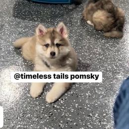 Pomsky Puppies from Timeless Tails Pomsky