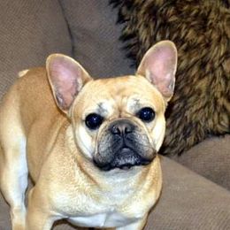 Izzy - French Bulldog