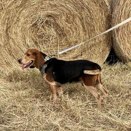Tomahawk - Beagle