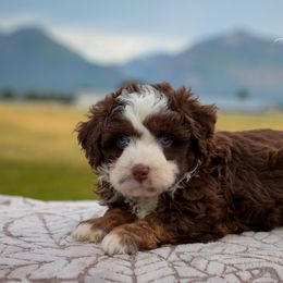 Nevada - Red tri-color male Aussiedoodle puppy in Hamilton, Montana from North Lake Aussies